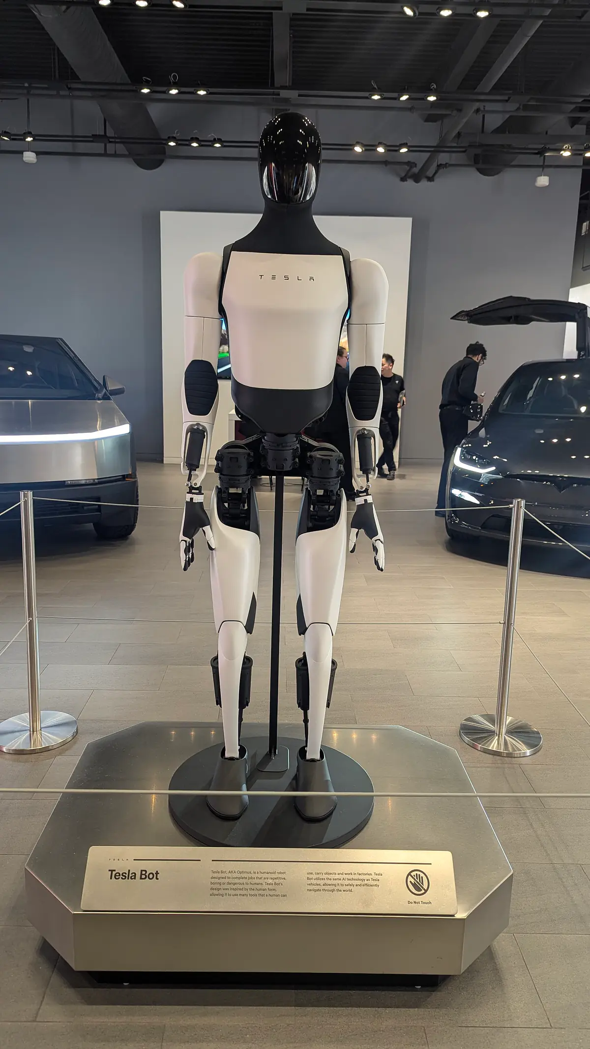 A white and black Tesla Optimus humanoid robot standing on a display stand in a Tesla showroom, between two cars